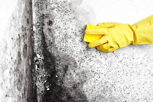 Best Office Mold Removal Services  in Holdenville, OK