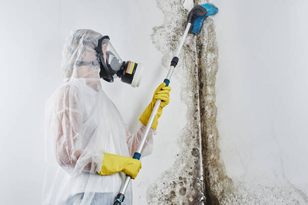Best Professional Mold Removal  in Holdenville, OK