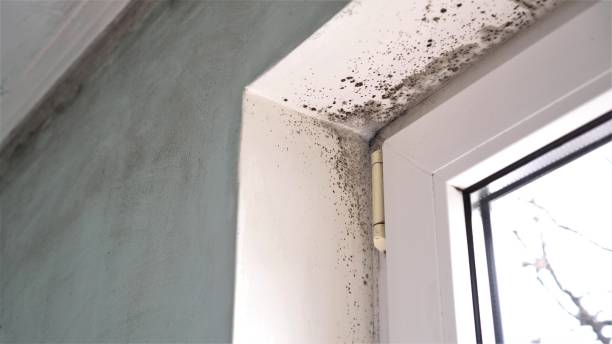 Best Affordable Mold Removal  in Holdenville, OK