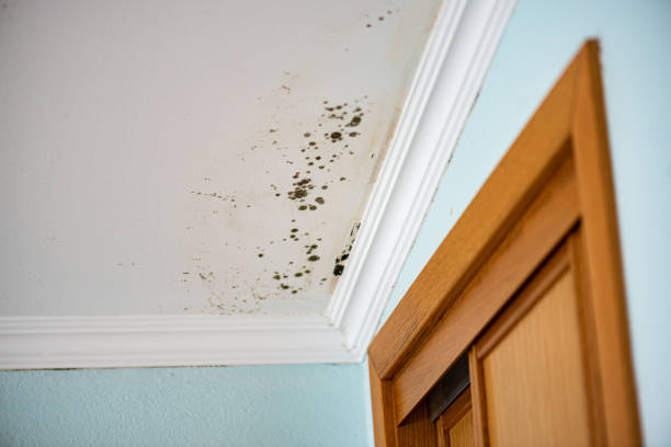Best Emergency Mold Removal  in Holdenville, OK