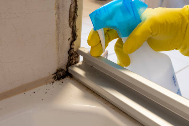 Best Fast Mold Removal  in Holdenville, OK