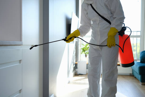 Best Mold Damage Repair  in Holdenville, OK