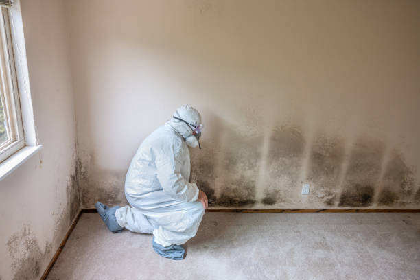 Best Mold Removal Near Me  in Holdenville, OK