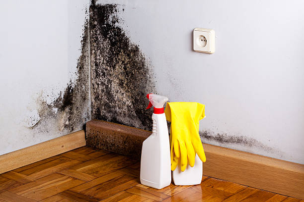 Certified Mold Removal in Holdenville, OK
