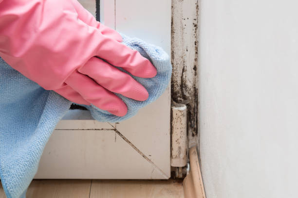Best Mold Testing  in Holdenville, OK